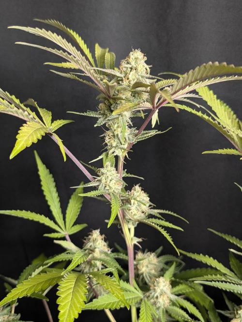 Chemical Candy Auto x3. Week 10
