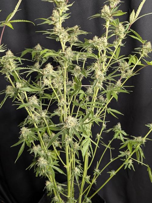 Chemical Candy Auto x3. Week 10