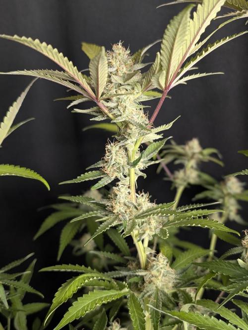 Chemical Candy Auto x3. Week 10