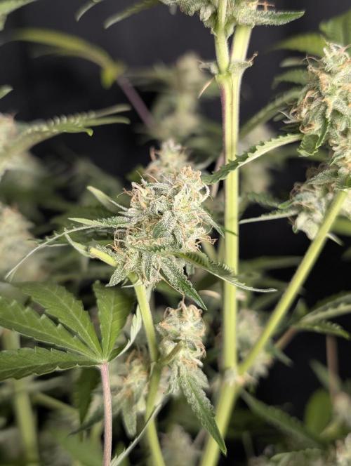 Chemical Candy Auto x3. Week 10