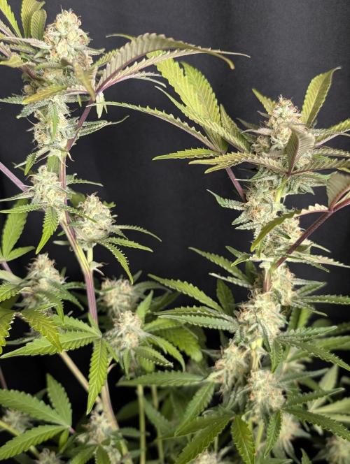 Chemical Candy Auto x3. Week 10