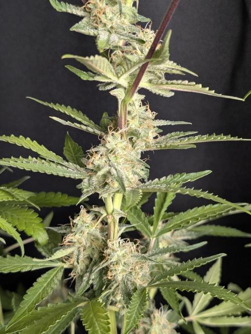 Chemical Candy Auto x3. Week 10