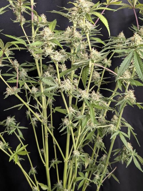 Chemical Candy Auto x3. Week 10