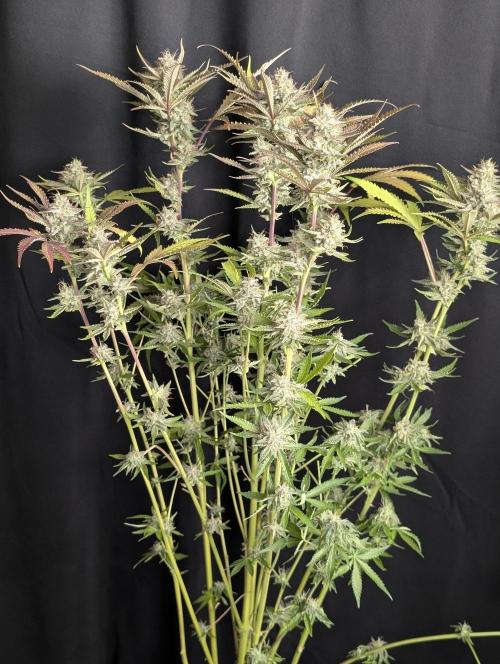 Chemical Candy Auto x3. Week 10 - 3