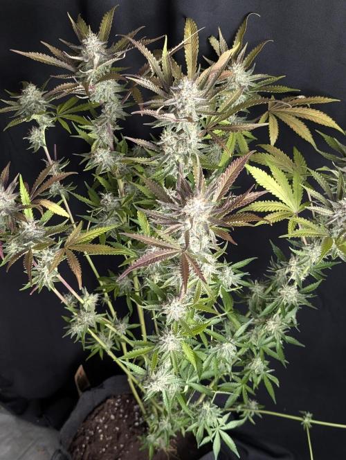 Chemical Candy Auto x3. Week 10