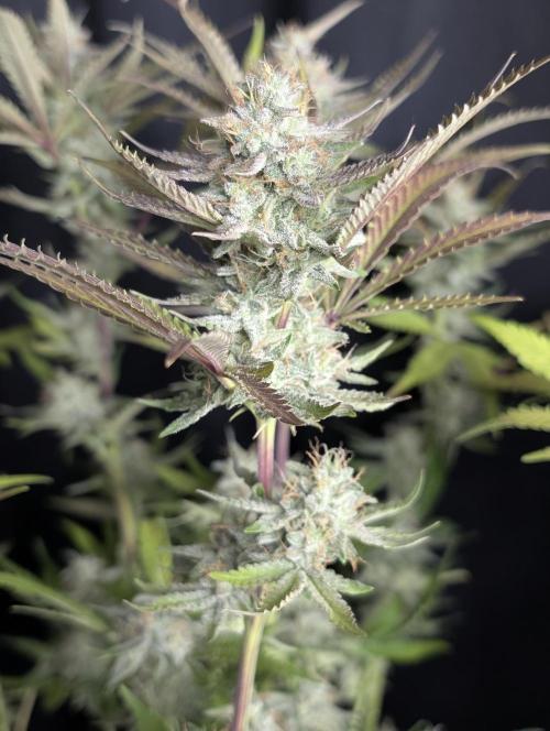 Chemical Candy Auto x3. Week 10