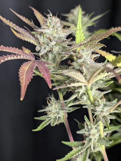 Chemical Candy Auto x3. Week 10
