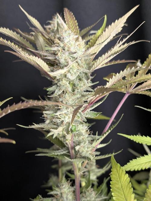 Chemical Candy Auto x3. Week 10