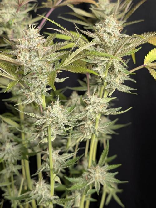 Chemical Candy Auto x3. Week 10