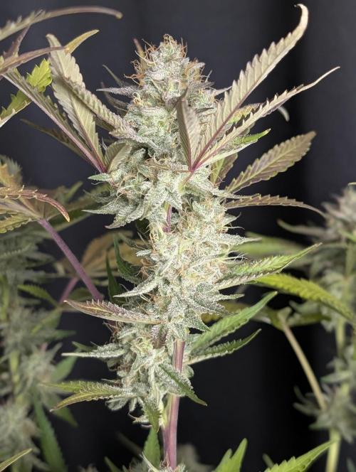 Chemical Candy Auto x3. Week 10