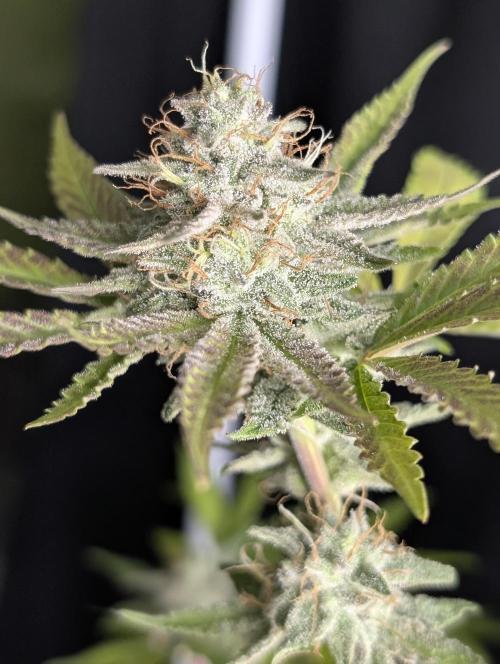 Chemical Candy Auto x3. Week 10