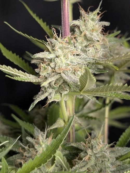 Chemical Candy Auto x3. Week 10