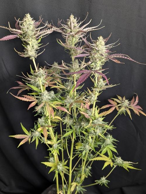 Chemical Candy Auto x3. Week 10 - 1