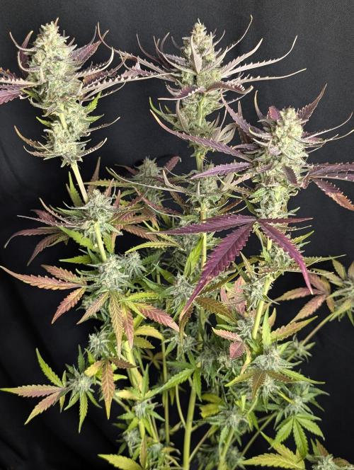 Chemical Candy Auto x3. Week 10