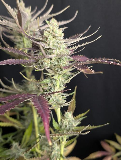 Chemical Candy Auto x3. Week 10