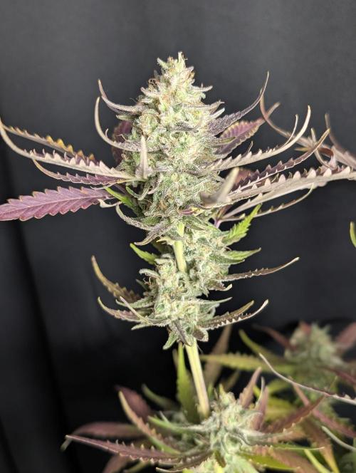 Chemical Candy Auto x3. Week 10