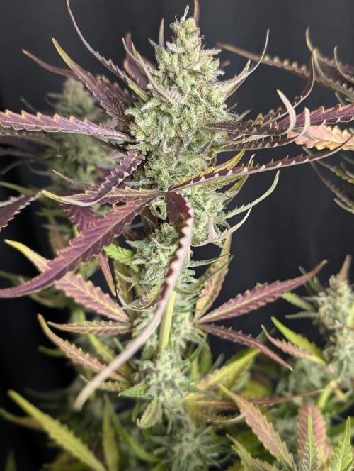 Chemical Candy Auto x3. Week 10