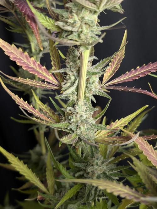 Chemical Candy Auto x3. Week 10