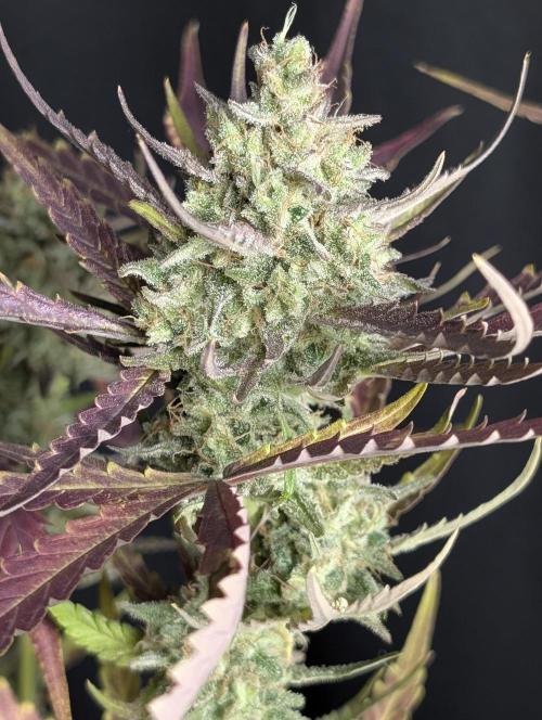 Chemical Candy Auto x3. Week 10