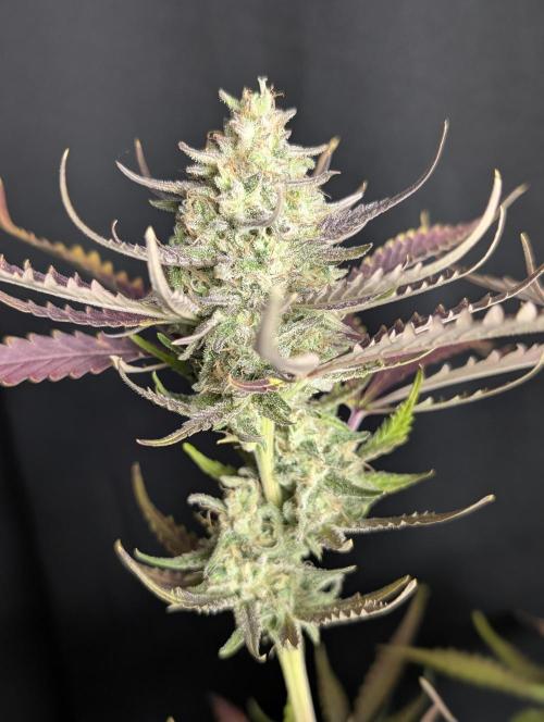 Chemical Candy Auto x3. Week 10