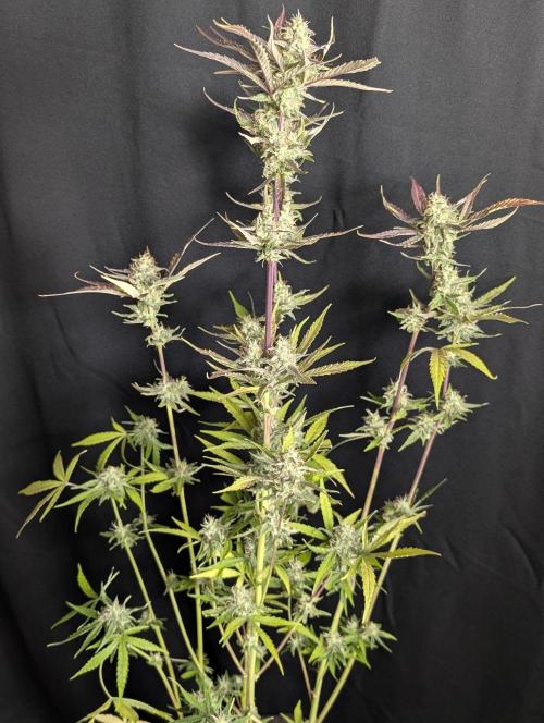 Chemical Candy Auto x3. Week 10 - 2