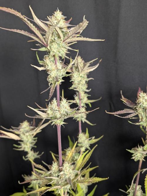 Chemical Candy Auto x3. Week 10