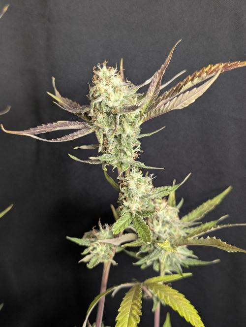 Chemical Candy Auto x3. Week 10