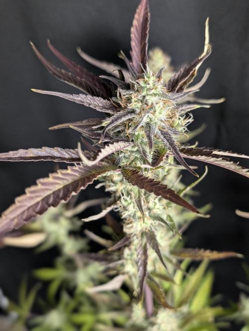 Chemical Candy Auto x3. Week 10