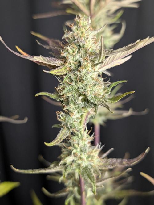 Chemical Candy Auto x3. Week 10