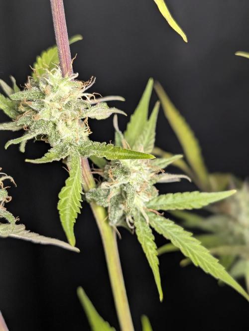 Chemical Candy Auto x3. Week 10