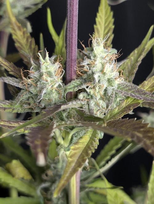 Chemical Candy Auto x3. Week 10