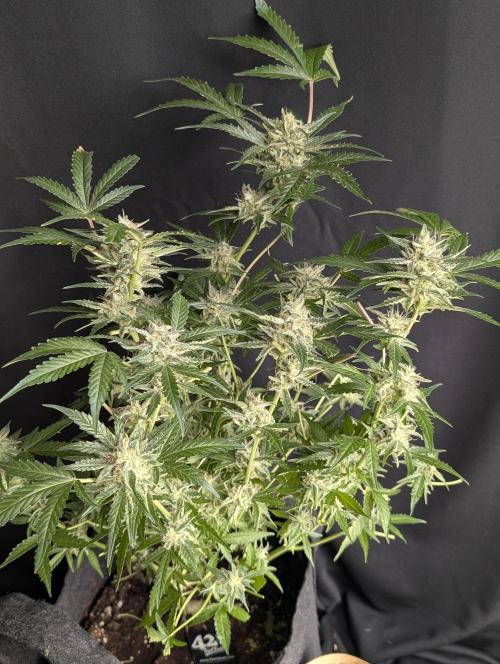 Chemical Candy Auto x3. Week 10 - 3
