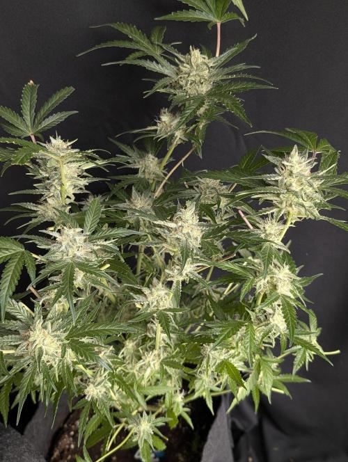 Chemical Candy Auto x3. Week 10
