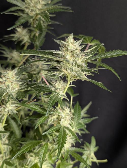 Chemical Candy Auto x3. Week 10