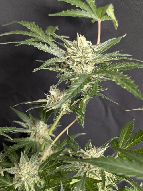 Chemical Candy Auto x3. Week 10