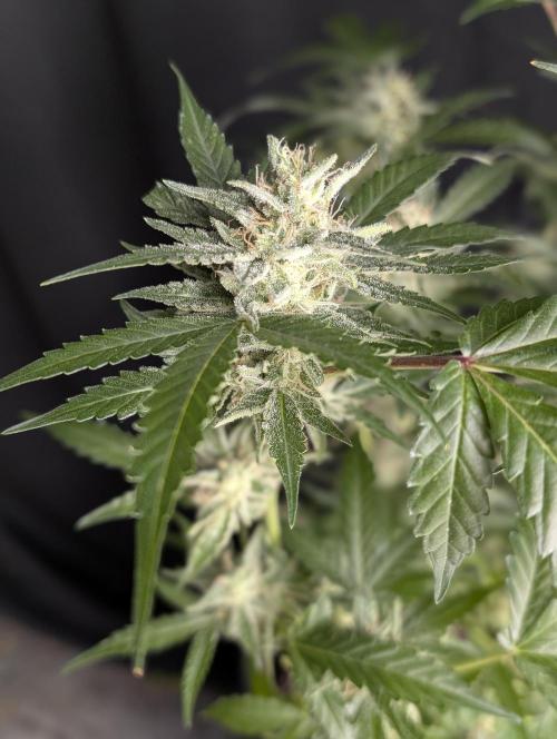Chemical Candy Auto x3. Week 10