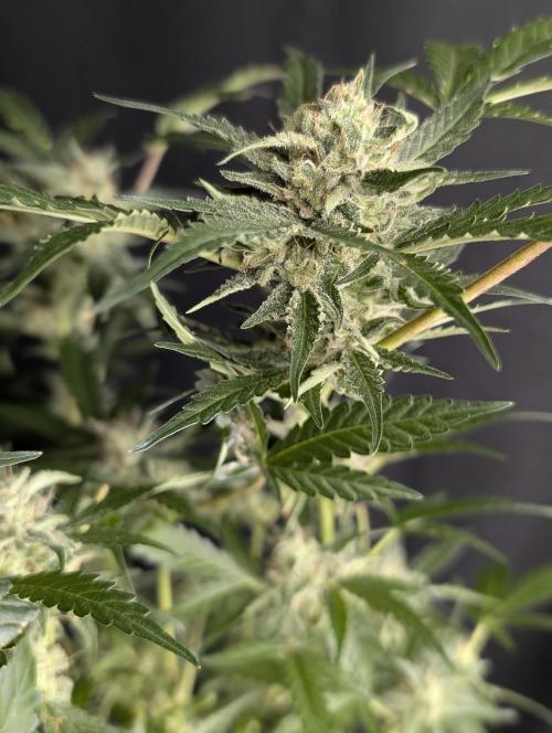 Chemical Candy Auto x3. Week 10