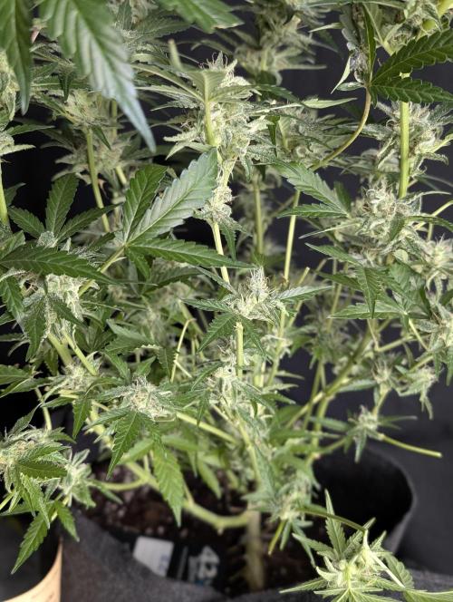 TSL2000 300W LED. Week 10