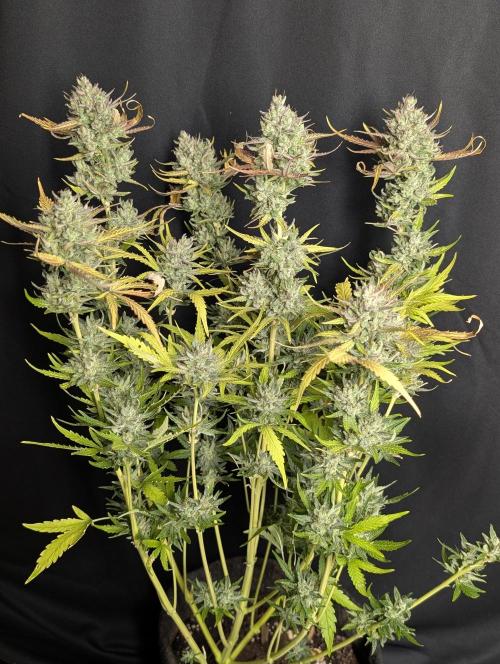 Guava X Gelato 41 x4. Week 10 - 1