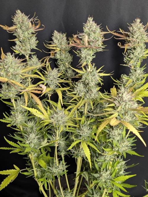 Guava X Gelato 41 x4. Week 10