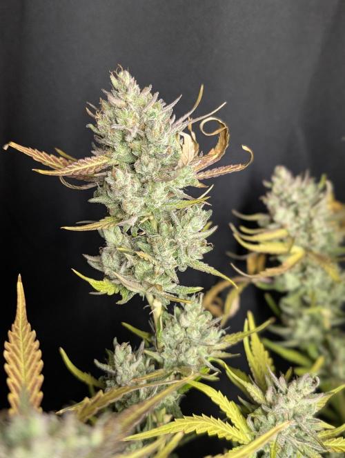 Guava X Gelato 41 x4. Week 10