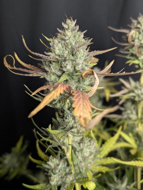 Guava X Gelato 41 x4. Week 10