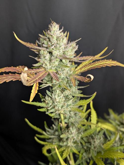 Guava X Gelato 41 x4. Week 10