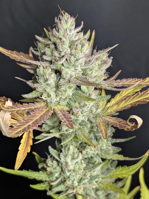 Guava X Gelato 41 x4. Week 10