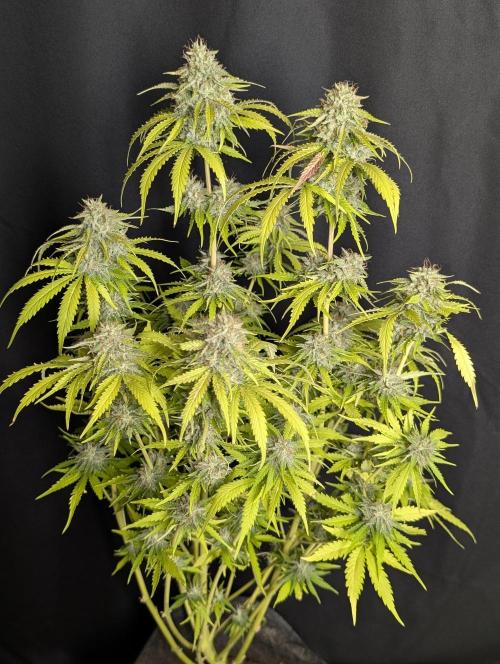 Guava X Gelato 41 x4. Week 10 - 2