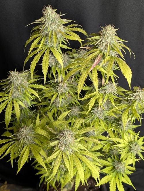 Guava X Gelato 41 x4. Week 10