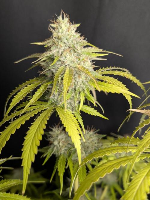 Guava X Gelato 41 x4. Week 10
