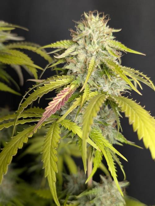 Guava X Gelato 41 x4. Week 10