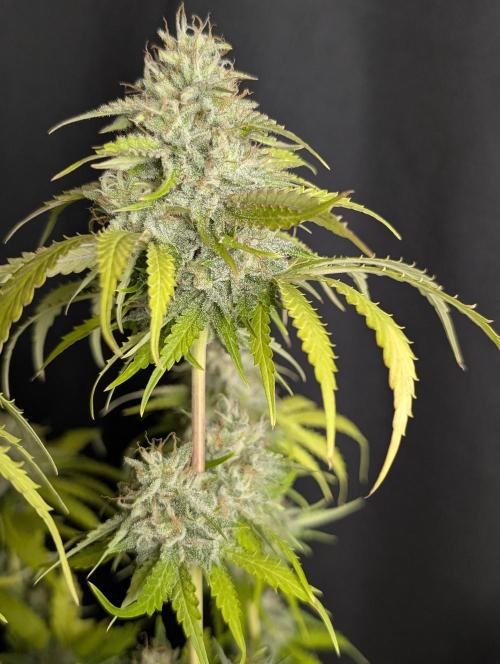 Guava X Gelato 41 x4. Week 10