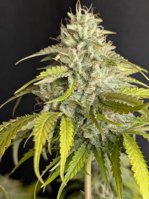 Guava X Gelato 41 x4. Week 10